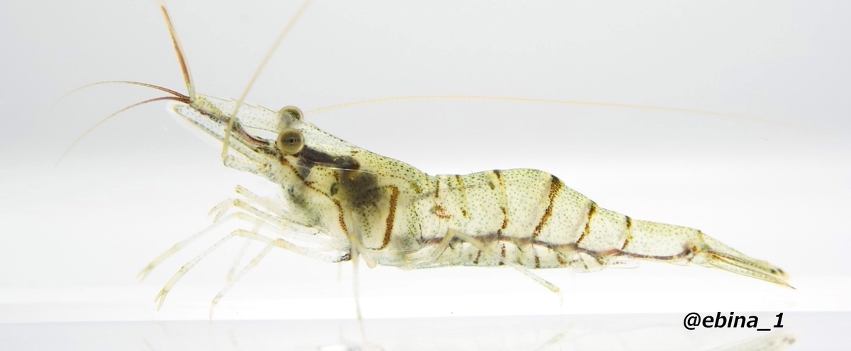 日本の淡水エビ図鑑 ~ 身近で見られる川エビ14種 - Crazy Shrimp