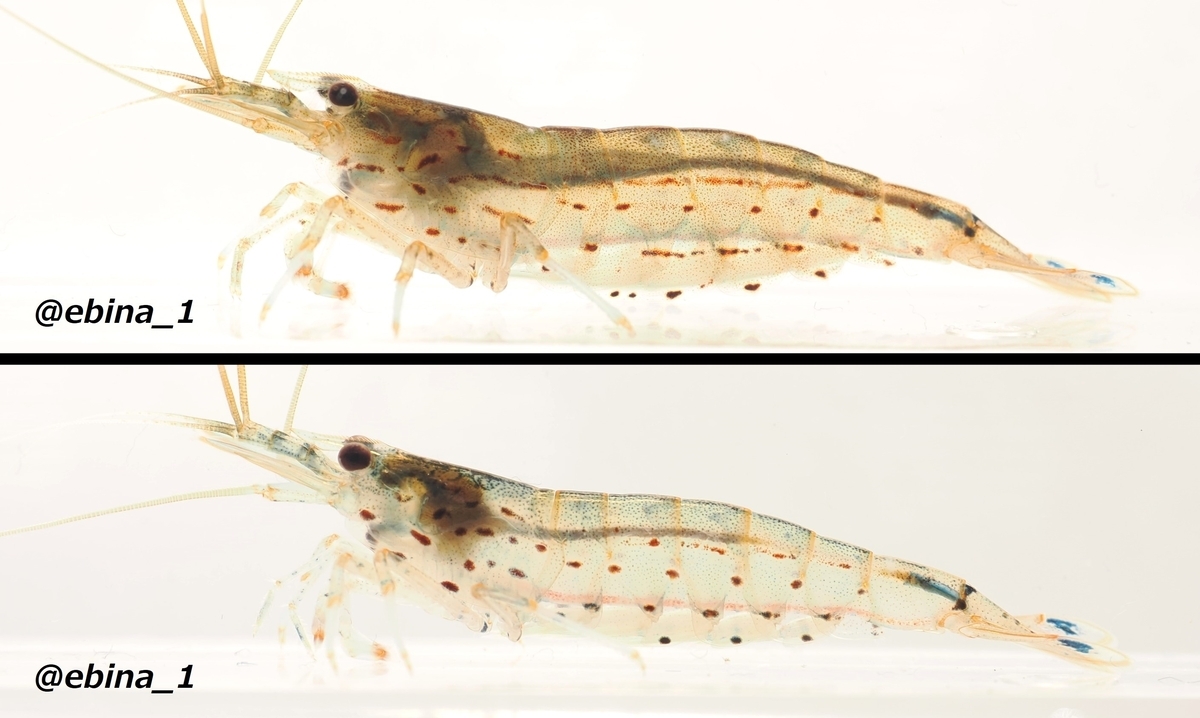 日本の淡水エビ図鑑 ~ 身近で見られる川エビ14種 - Crazy Shrimp