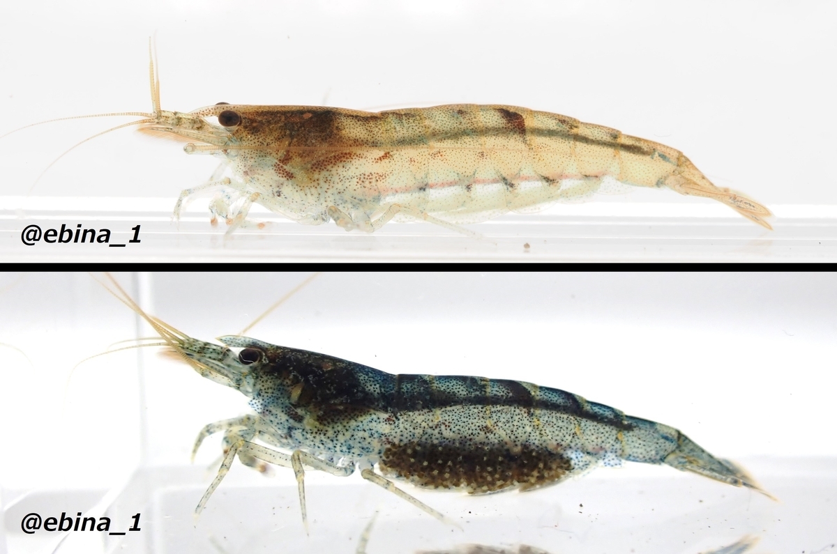 【全25種類】南西諸島のヌマエビ図鑑 - Crazy Shrimp