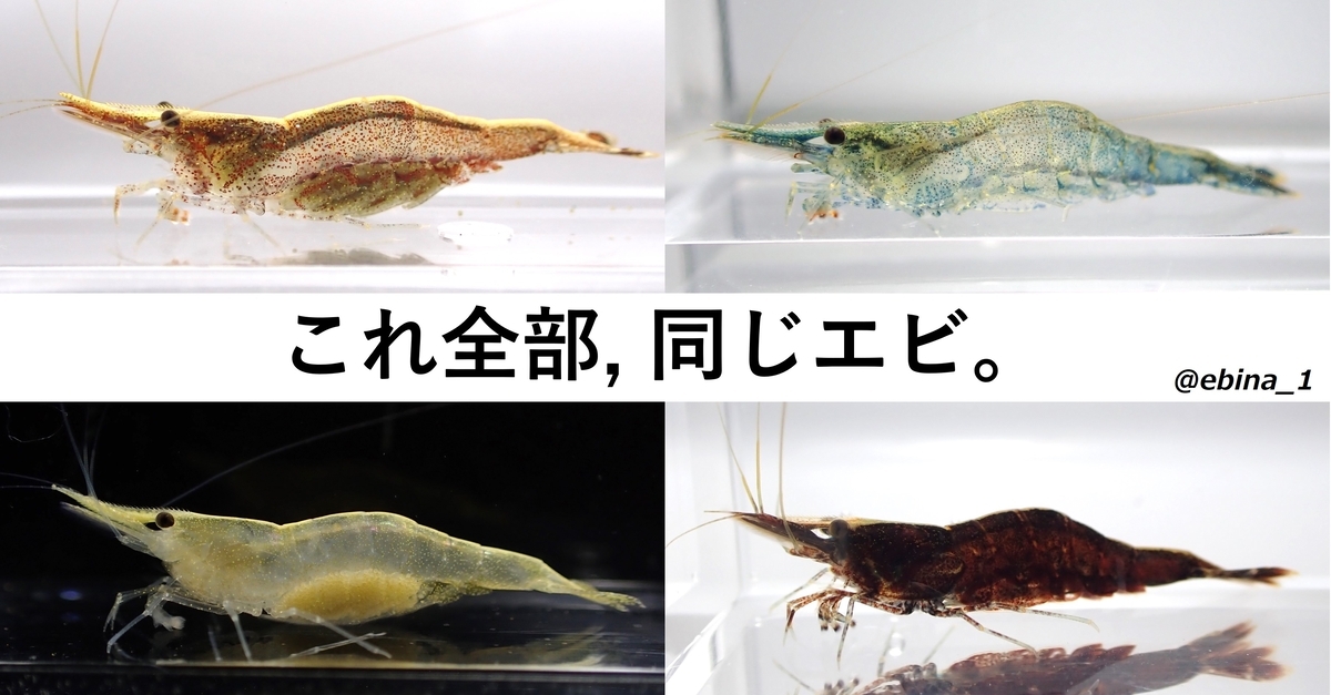 日本の淡水エビ図鑑 ~ 身近で見られる川エビ14種 - Crazy Shrimp