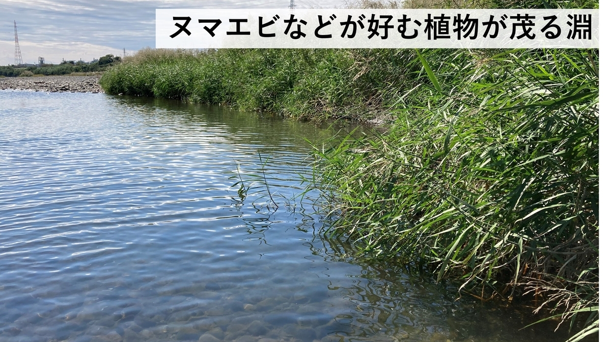 日本の淡水エビ図鑑 ~ 身近で見られる川エビ14種 - Crazy Shrimp