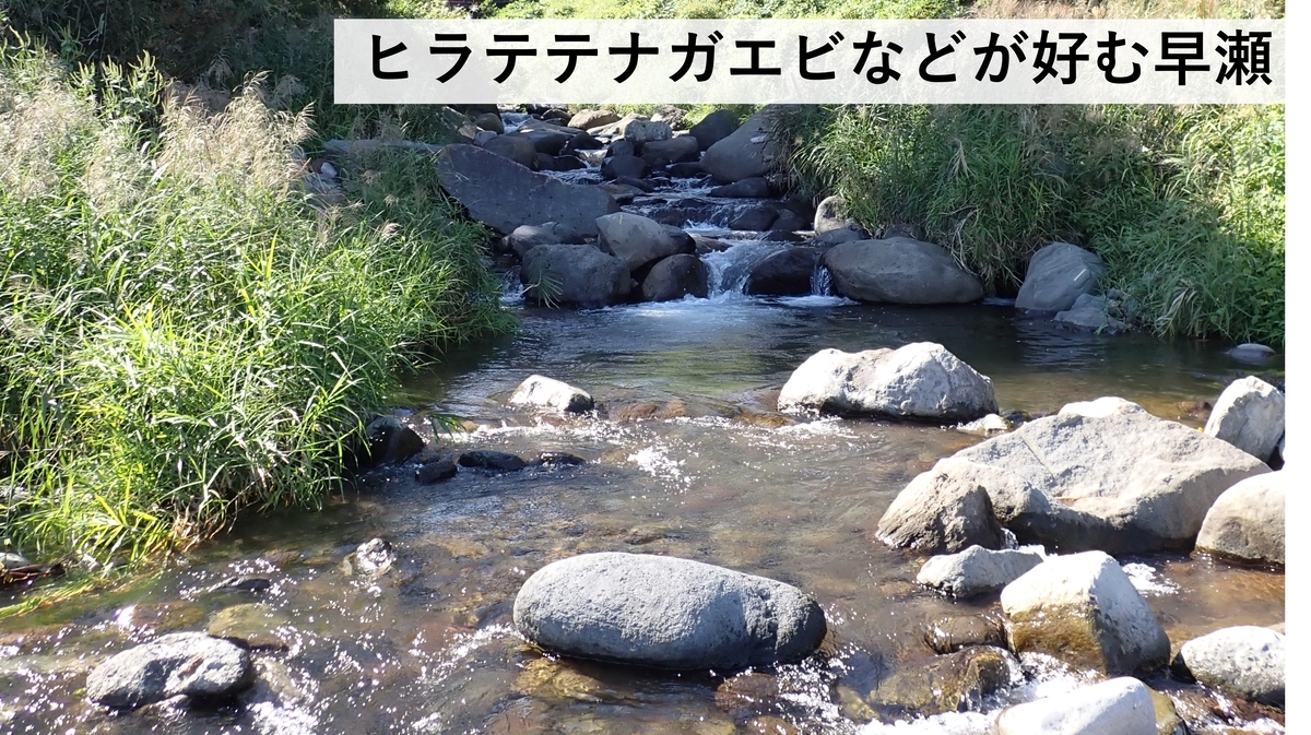 日本の淡水エビ図鑑 ~ 身近で見られる川エビ14種 - Crazy Shrimp
