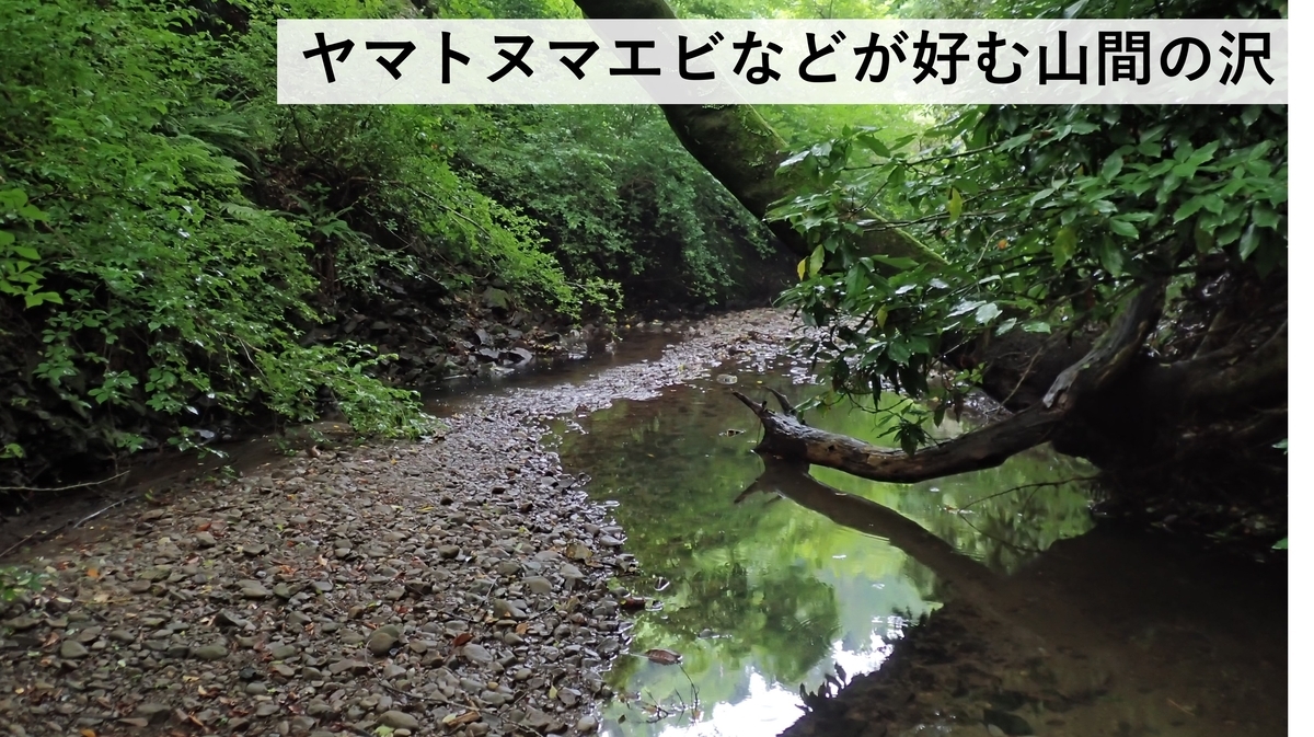 日本の淡水エビ図鑑 ~ 身近で見られる川エビ14種 - Crazy Shrimp
