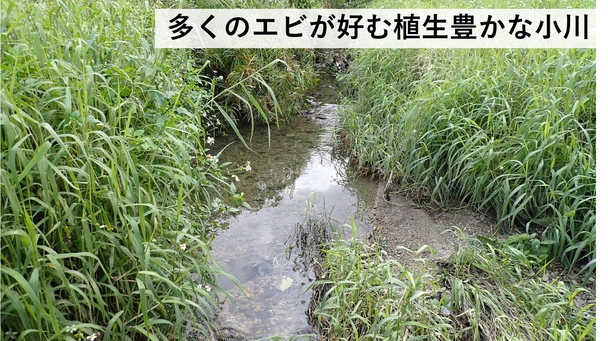 日本の淡水エビ図鑑 ~ 身近で見られる川エビ14種 - Crazy Shrimp