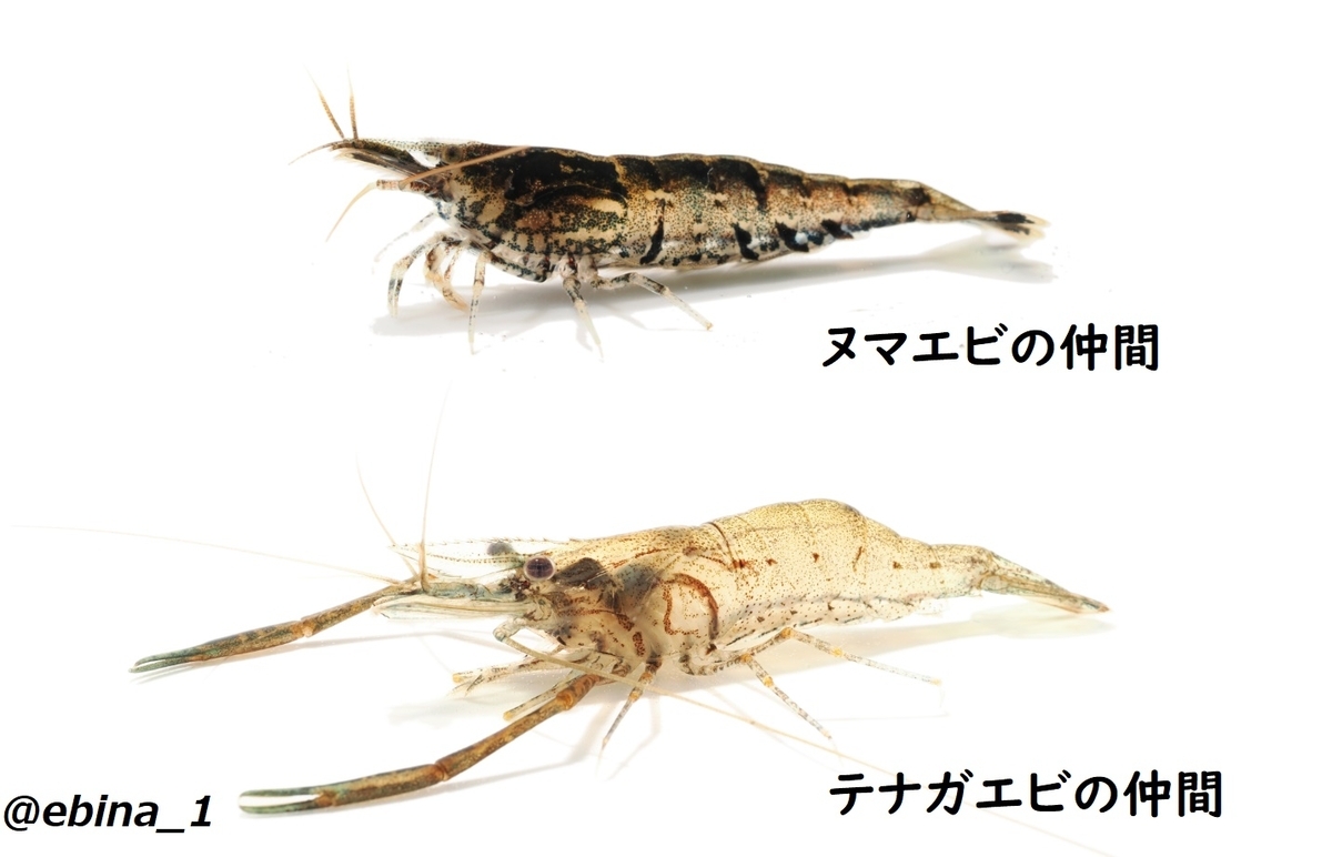 日本の淡水エビ図鑑 ~ 身近で見られる川エビ14種 - Crazy Shrimp