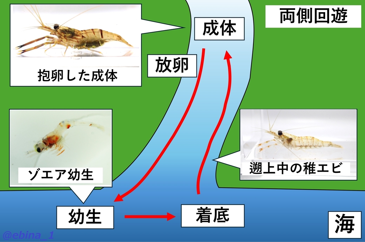日本の淡水エビ図鑑 ~ 身近で見られる川エビ14種 - Crazy Shrimp