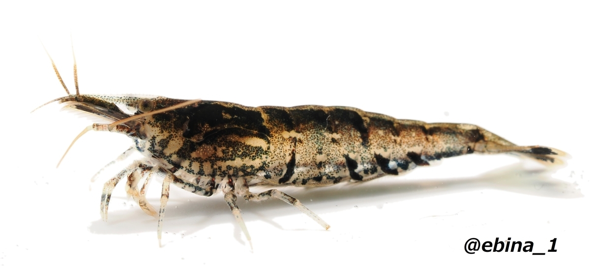日本の淡水エビ図鑑 ~ 身近で見られる川エビ14種 - Crazy Shrimp