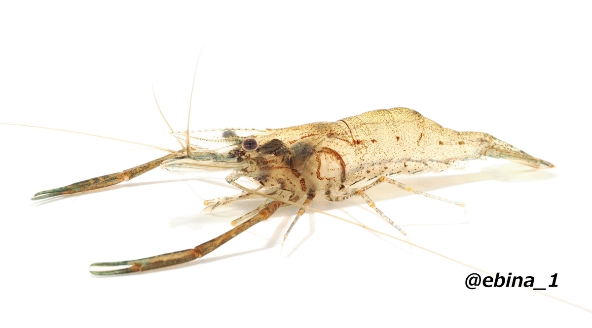 日本の淡水エビ図鑑 ~ 身近で見られる川エビ14種 - Crazy Shrimp