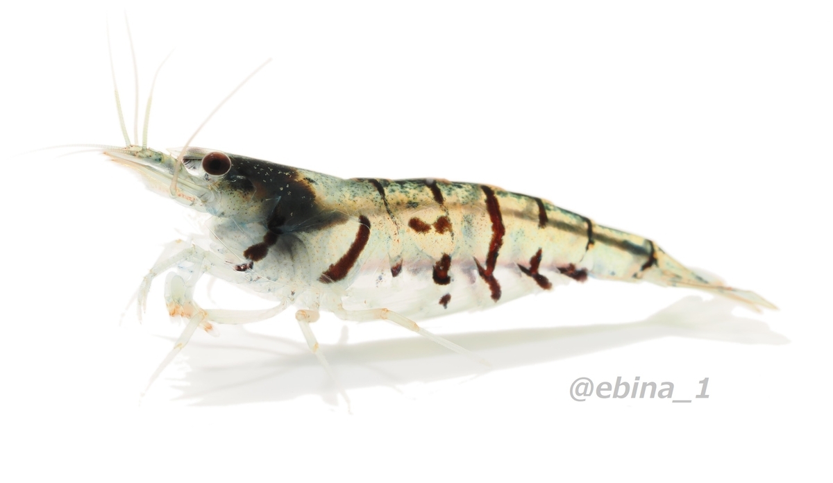 【全25種類】南西諸島のヌマエビ図鑑 - Crazy Shrimp