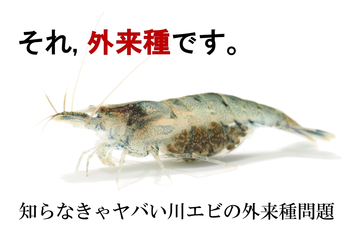 えびページ Crazy Shrimp