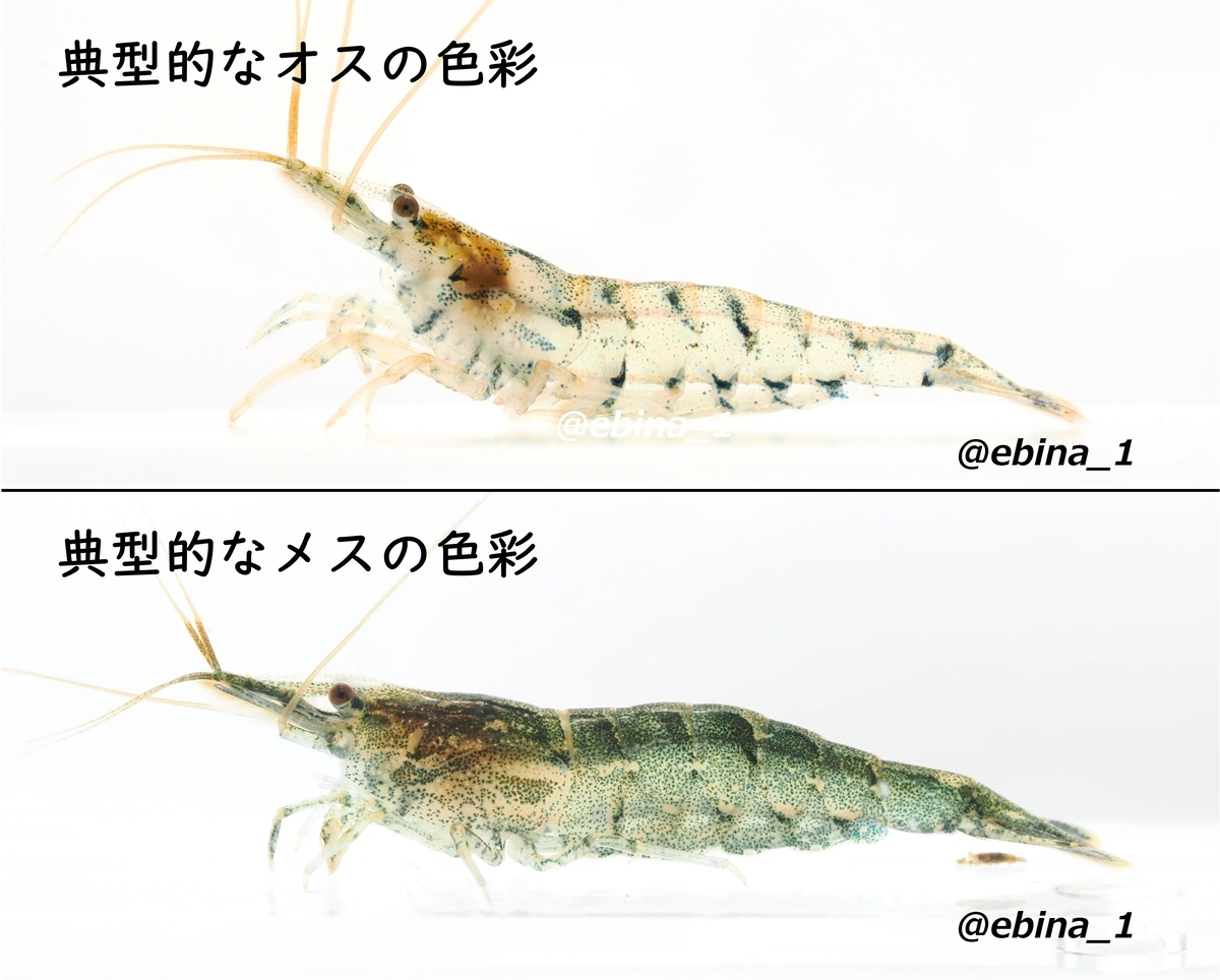 ミナミヌマエビとシナヌマエビの見分け方 - Crazy Shrimp