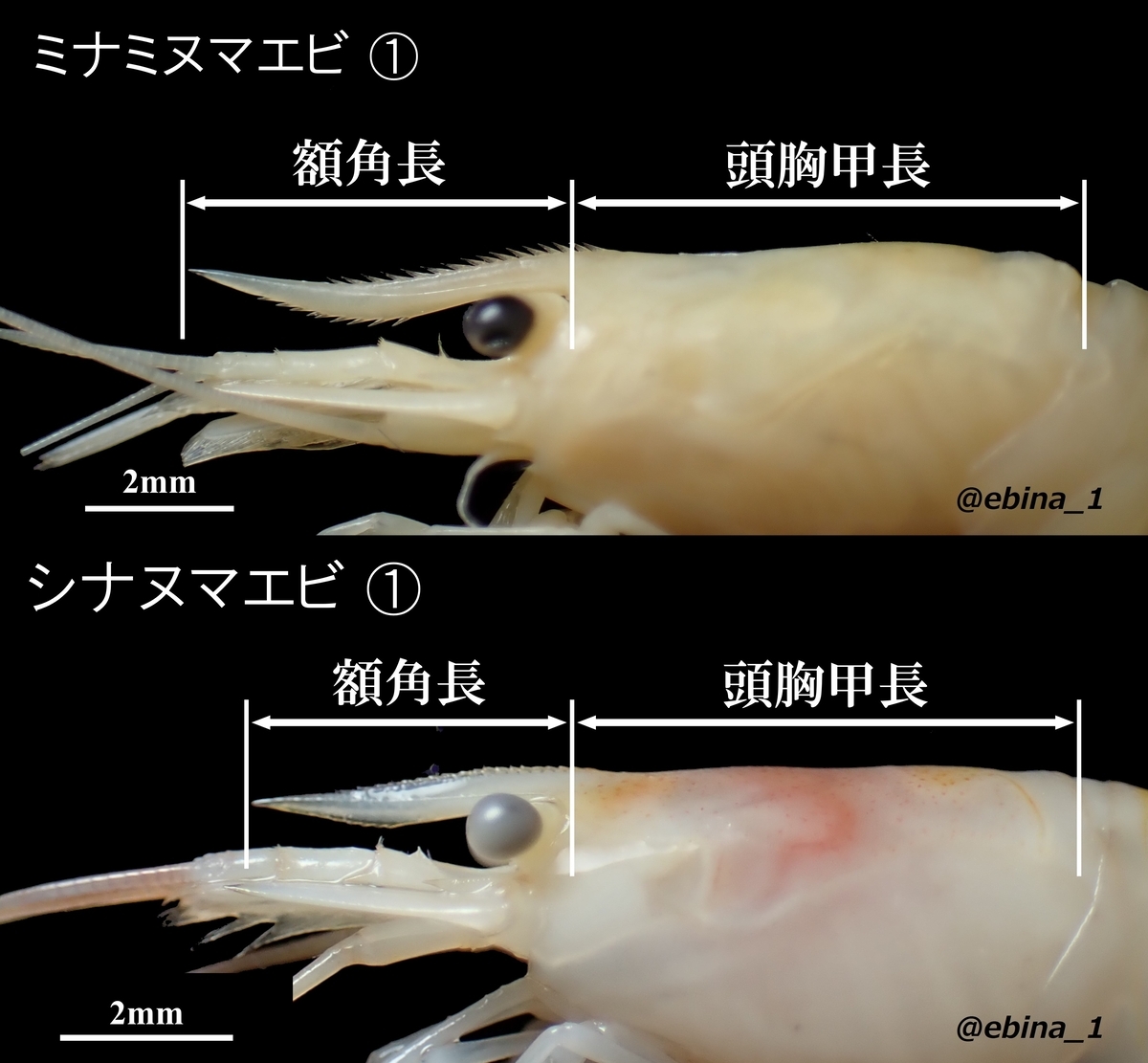ミナミヌマエビとシナヌマエビの見分け方 - Crazy Shrimp
