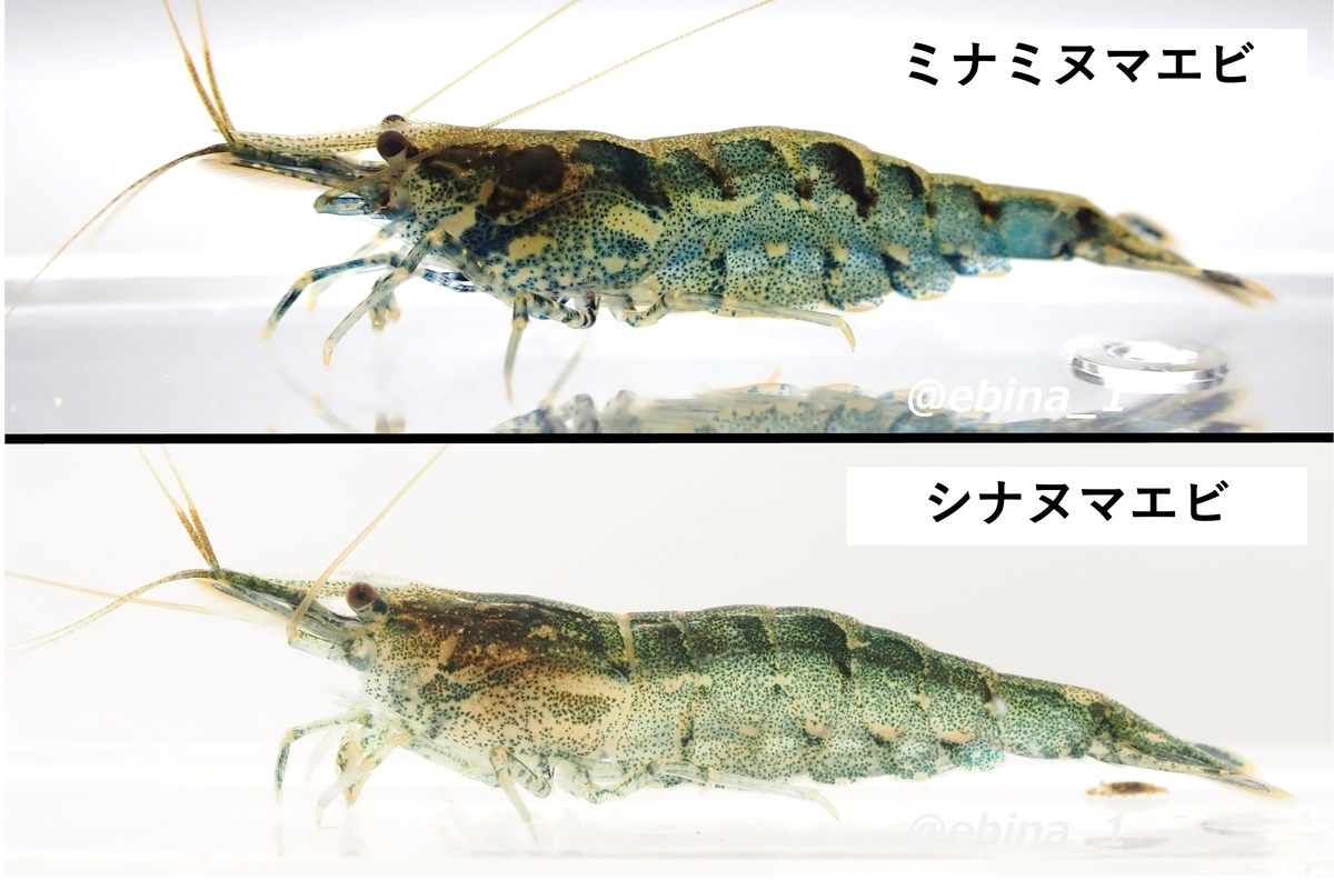 ミナミヌマエビとシナヌマエビの見分け方 - Crazy Shrimp