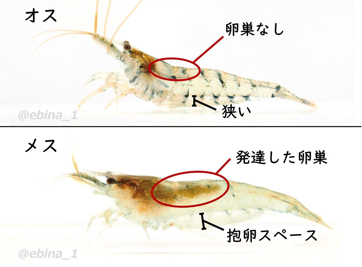 ミナミヌマエビとシナヌマエビの見分け方 - Crazy Shrimp