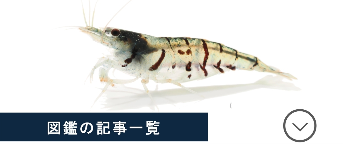 えびページ Crazy Shrimp