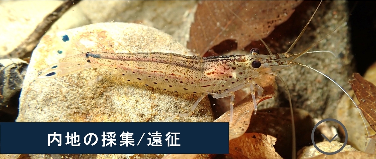 えびページ Crazy Shrimp