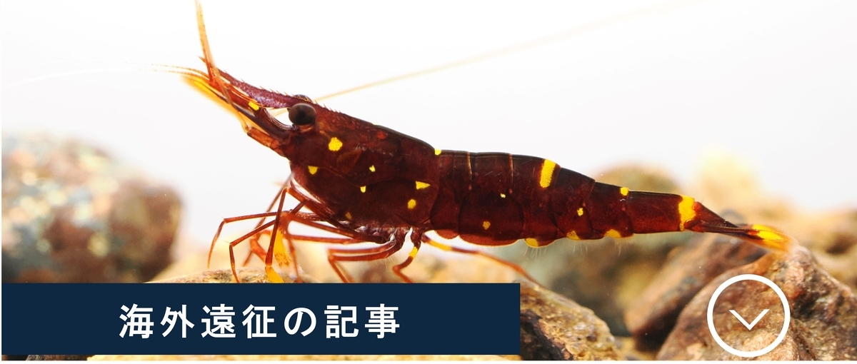 Crazy Shrimp