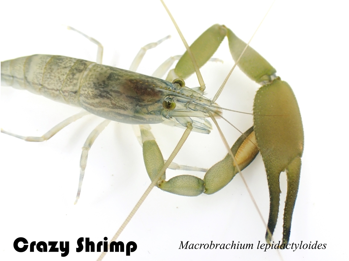 えびページ Crazy Shrimp
