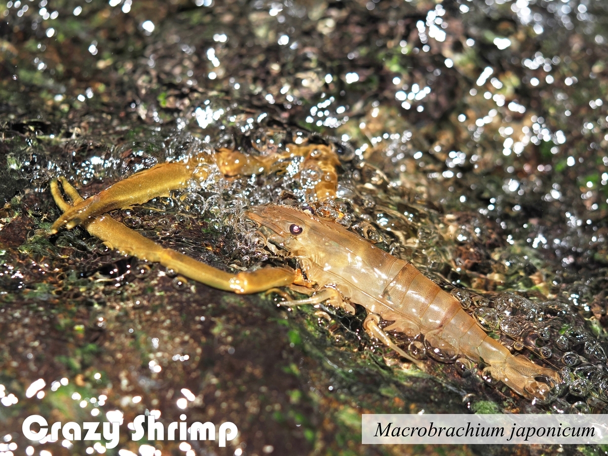エビページ I tried to revive the shrimp that was sold at the store