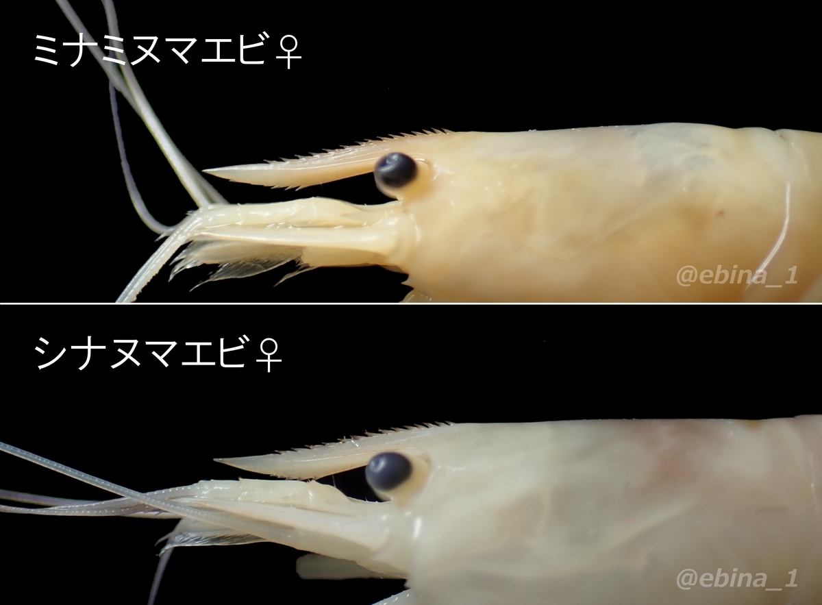 ミナミヌマエビとシナヌマエビの見分け方 - Crazy Shrimp