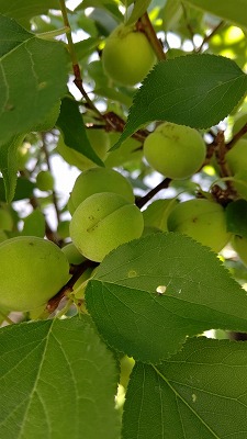 f:id:ebinooshusi:20200710112639j:plain