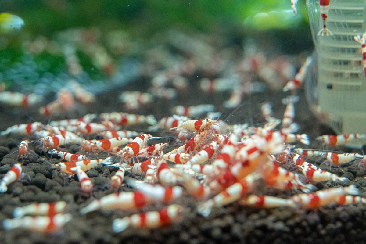 red bee shrimp