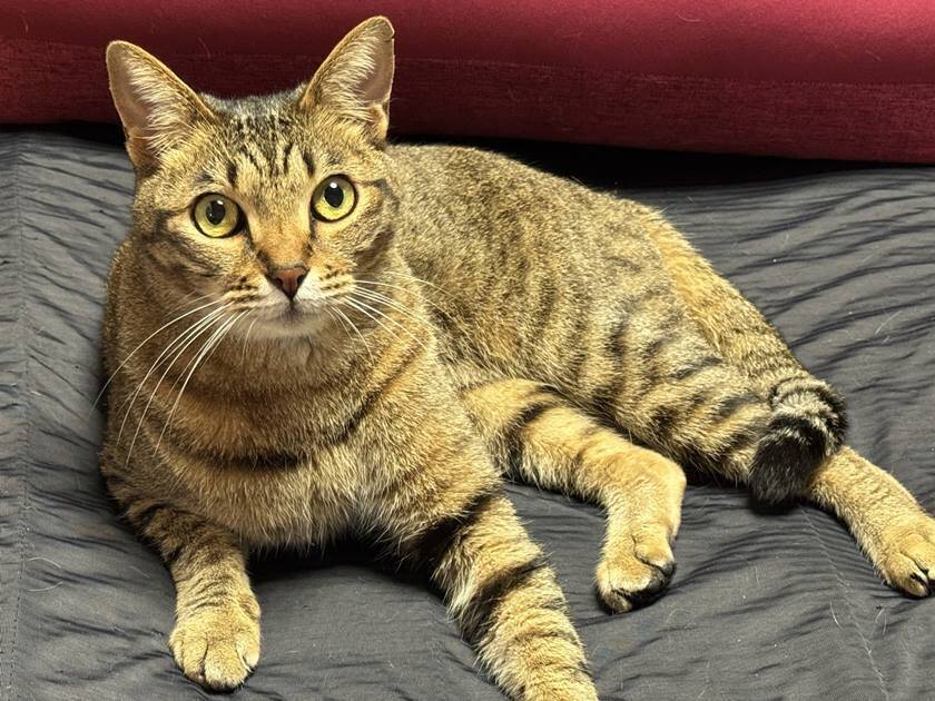 神奈川で猫がいる宿