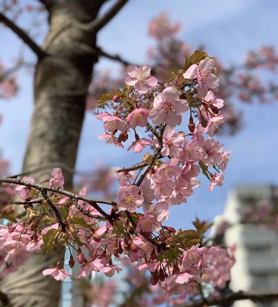 f:id:ebyokeikei:20190224214112j:plain f:id:ebyokeikei:20190224214112j:plain