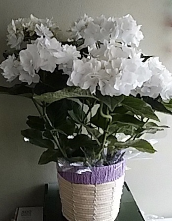 f:id:ebyokeikei:20190509233817j:plain f:id:ebyokeikei:20190509233817j:plain