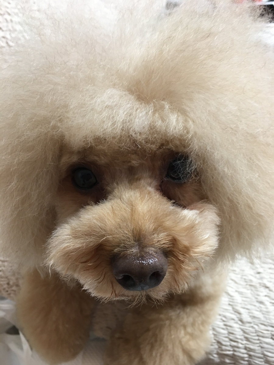 f:id:ebyokeikei:20190510231938j:plain f:id:ebyokeikei:20190510231938j:plain