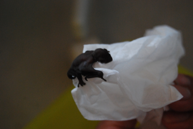 f:id:echizencoast:20100718152257j:image f:id:echizencoast:20100718152257j:image