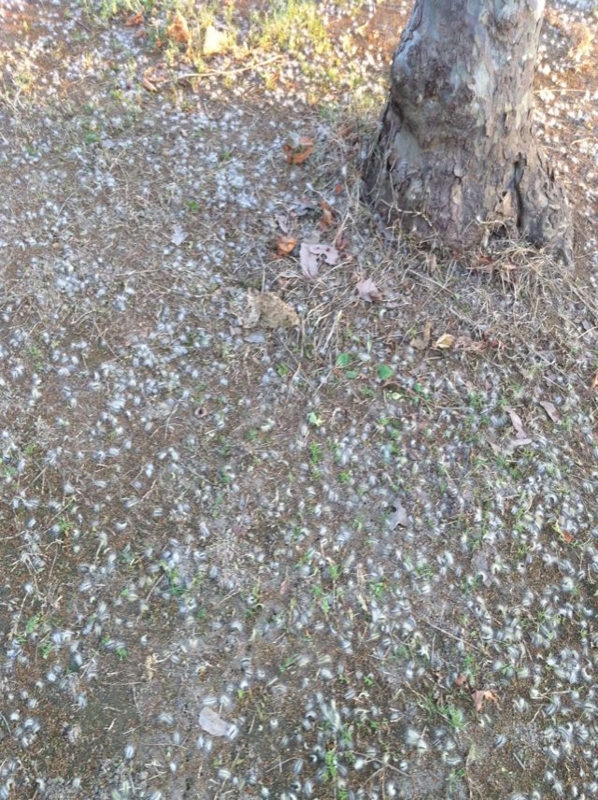 f:id:echizencoast:20100818230941j:image f:id:echizencoast:20100818230941j:image