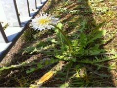 f:id:echizencoast:20110501193812j:image f:id:echizencoast:20110501193812j:image