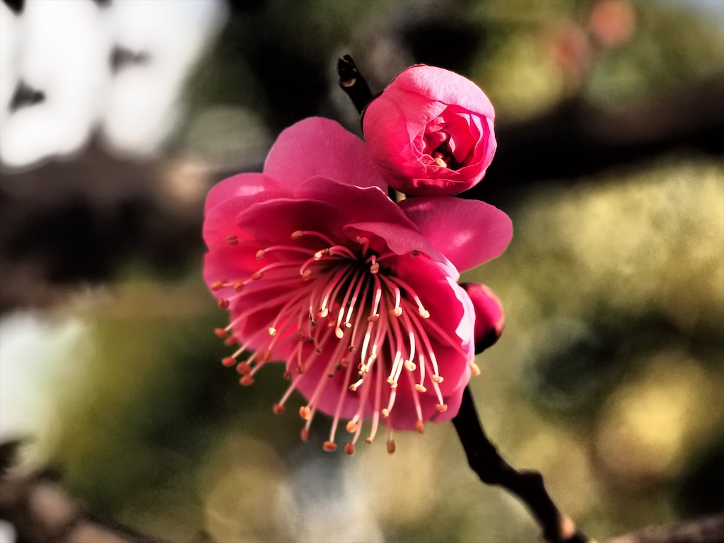 f:id:echolo223:20220206175650j:image