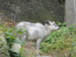f:id:echos:20111022132116j:image