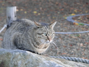 f:id:echos:20111022162728j:image