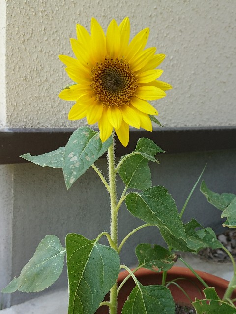 f:id:eco_hs_o:20210713203656j:image f:id:eco_hs_o:20210713203656j:image