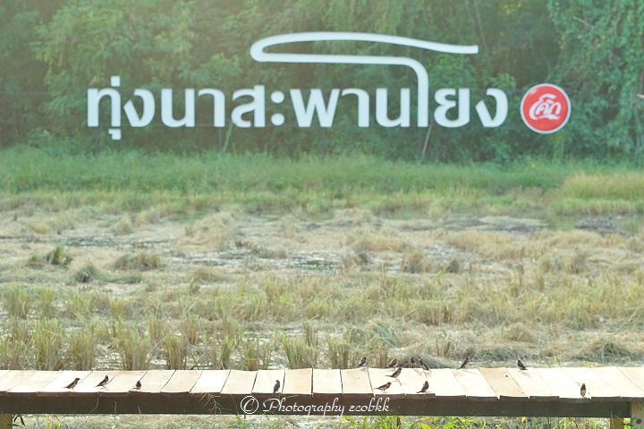 f:id:ecobkk:20191020040524j:plain