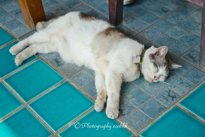 f:id:ecobkk:20200111153156j:plain