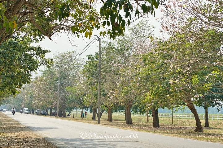 f:id:ecobkk:20200118055308j:plain