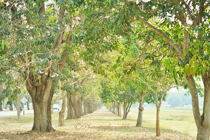 f:id:ecobkk:20200118055317j:plain