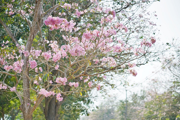 f:id:ecobkk:20200119021359j:plain