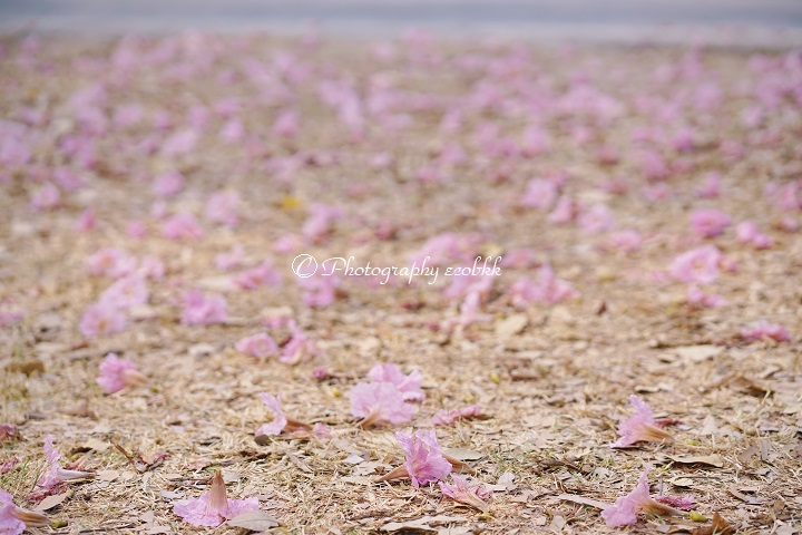 f:id:ecobkk:20200119021443j:plain