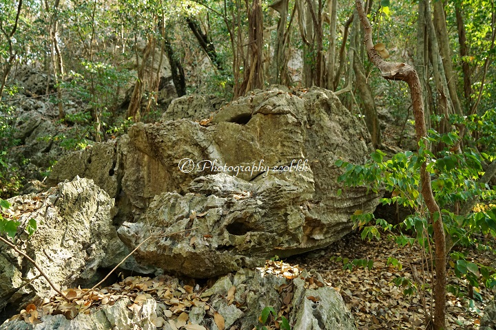 f:id:ecobkk:20200128183408j:plain