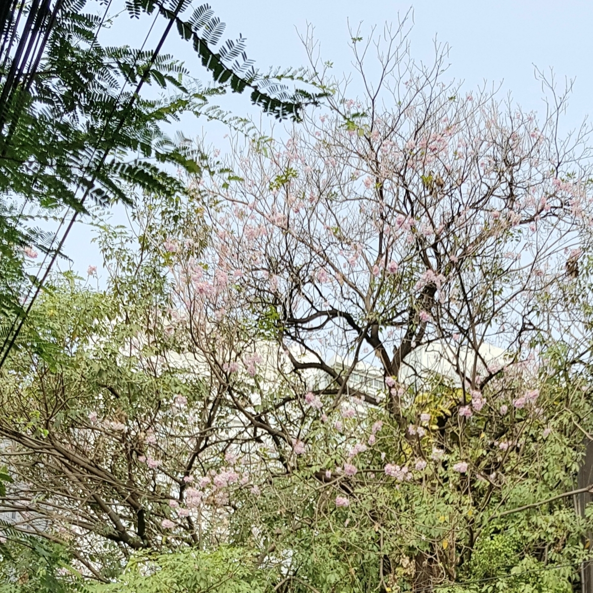 f:id:ecobkk:20200302093100j:plain