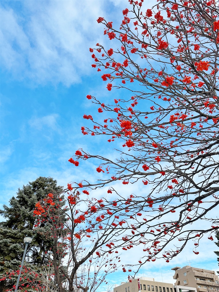 f:id:ecoecochang:20250110135657j:image