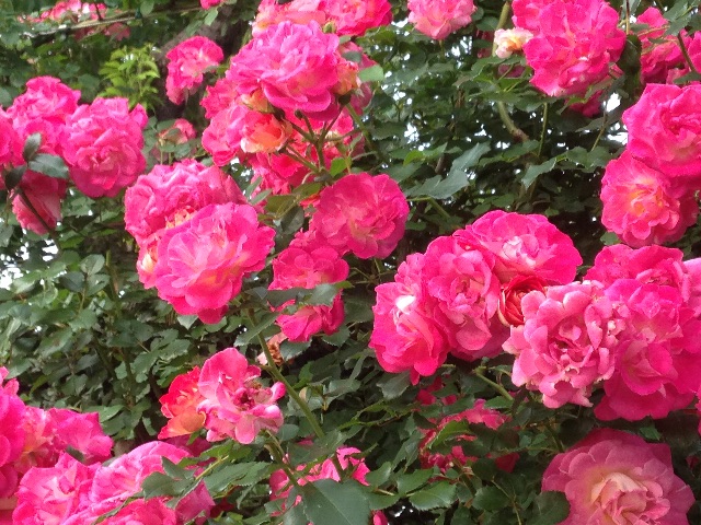 f:id:ecoemomusic:20150528130140j:image f:id:ecoemomusic:20150528130140j:image