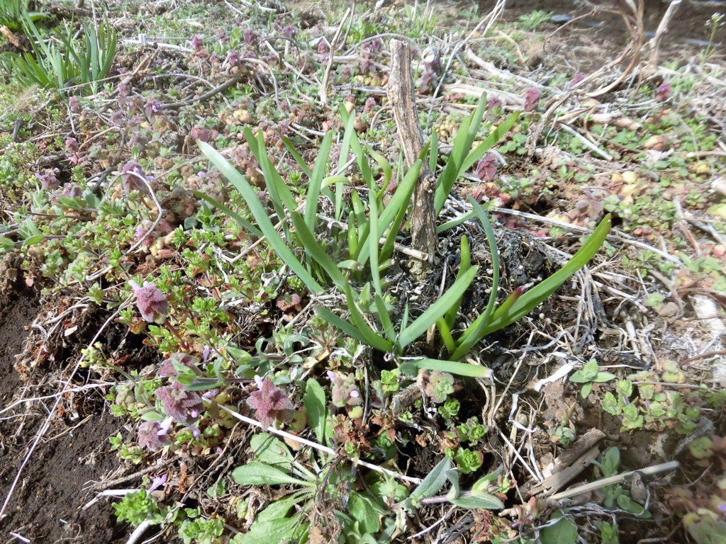 f:id:ecofarmtateshina:20170410213559j:plain f:id:ecofarmtateshina:20170410213559j:plain