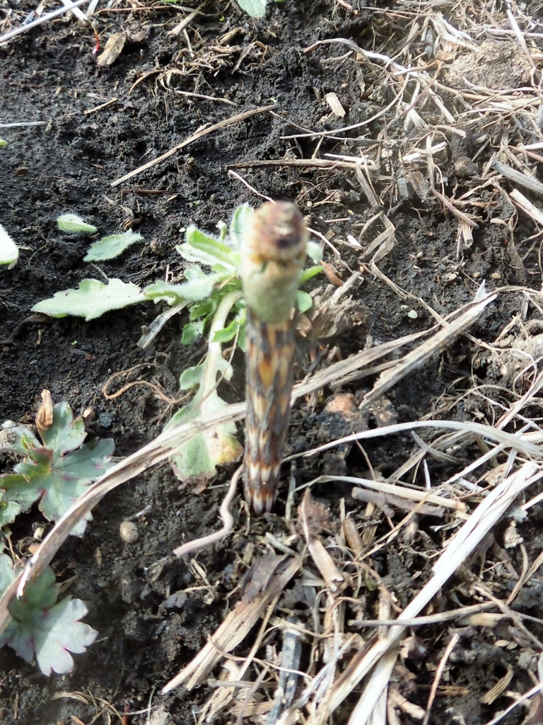 f:id:ecofarmtateshina:20170410213909j:plain f:id:ecofarmtateshina:20170410213909j:plain