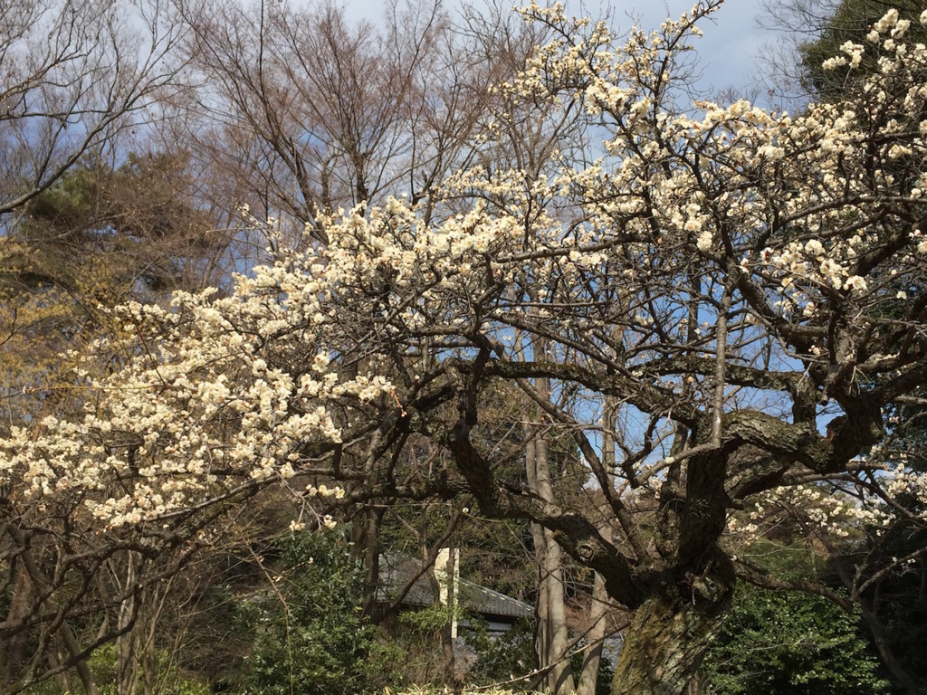 f:id:ecogroove:20180217123354j:plain